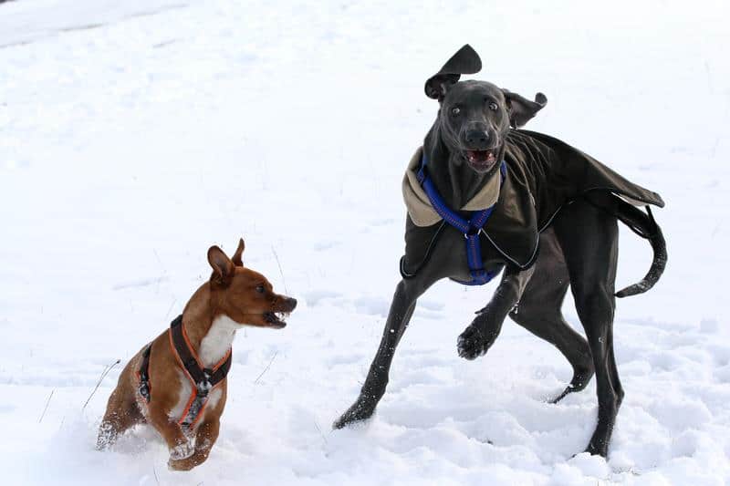 Facebook-Livevideo: Hundebegegnungen