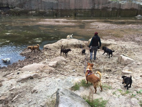 Sanny’s Dogwalker Coaching – Spannend und lehrreich