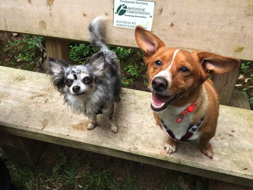 Wie Sanny’s Dogwalker Ausbildung funktioniert