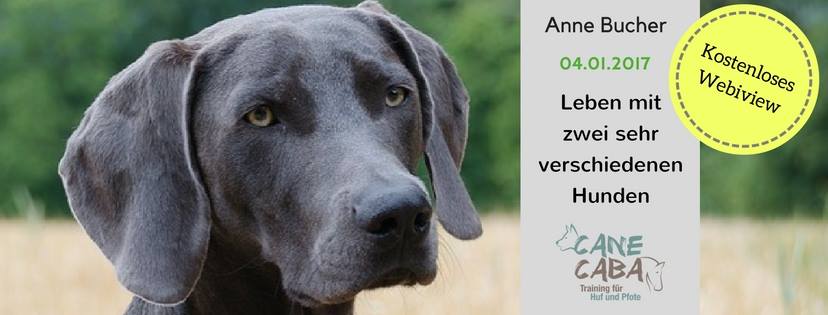 Webiview am 04.01. mit Anne Bucher „Leben mit sehr unterschiedlichen Hunden“