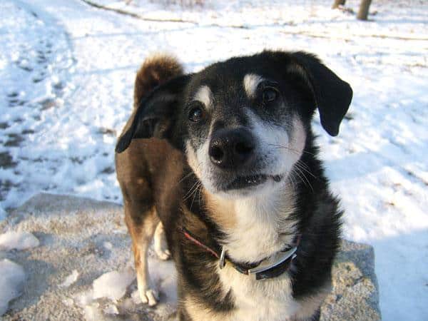 Kostenlose Webinaraufzeichnung: „Die hündische Körpersprache“