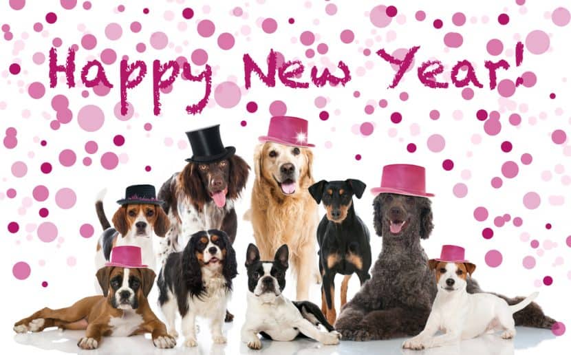 Gute Vorsätze mit Hund Happy New Year Dog Podcast Sanny's Hundeservice