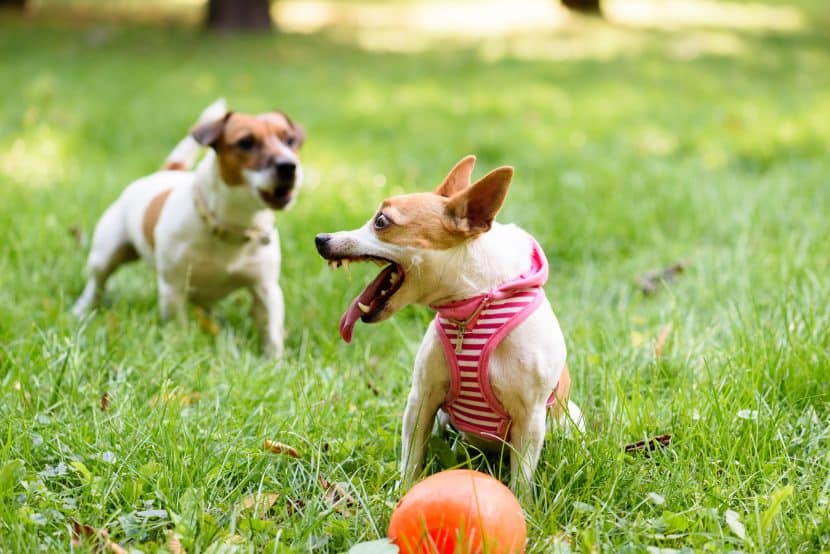 Das Verhaltens A – B – C vom Hund