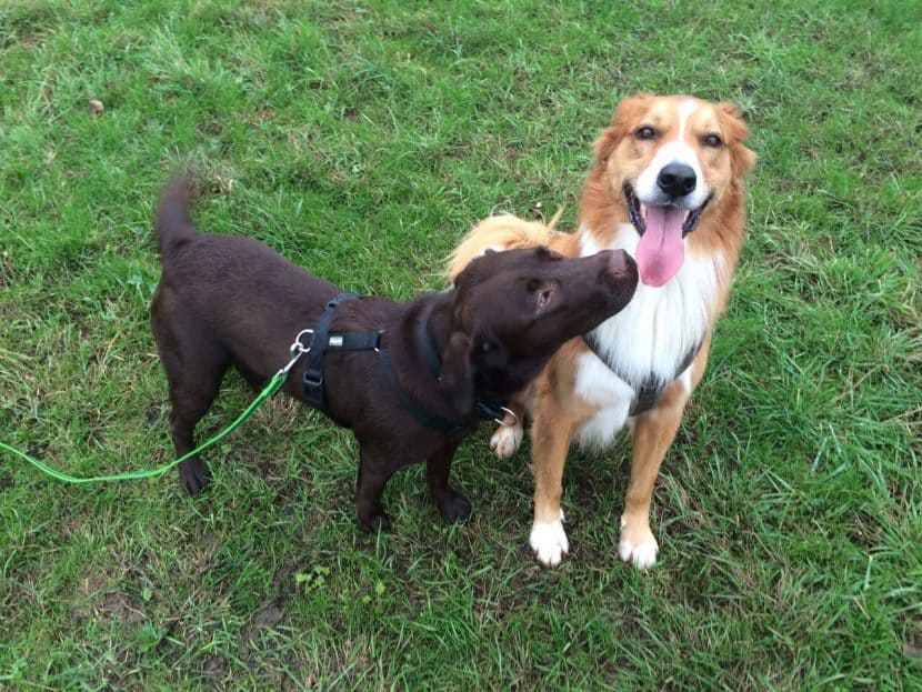 Vom Hundetrainer zum Dogwalker Teil 3/3