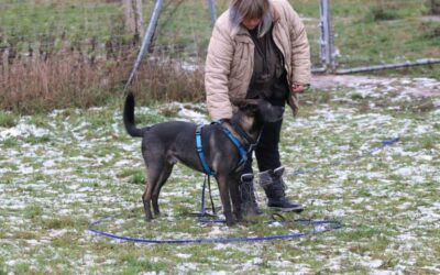 Sanny’s Podcast – Folge 13: Unterbrechen von Aggressionsverhalten mit dem Geschirrgriff