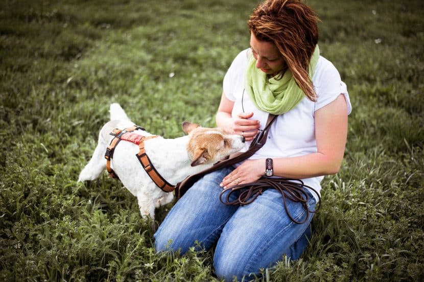 Vom Hundetrainer zum Dogwalker Teil 1/3