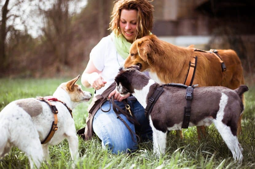 Vom Hundetrainer zum Dogwalker Teil 2/3