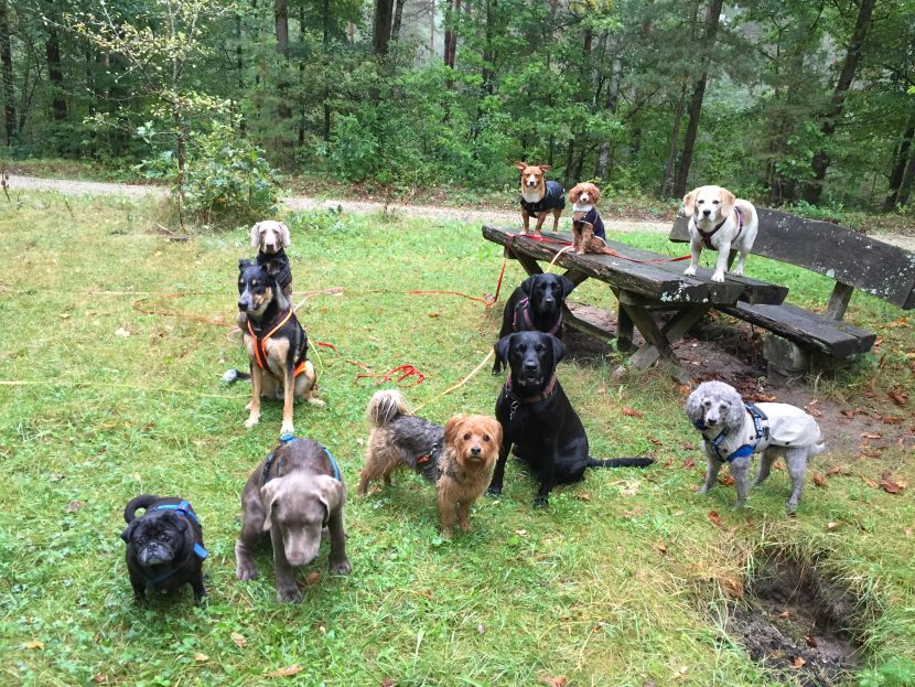 Gruppen- oder Einzelspaziergänge?