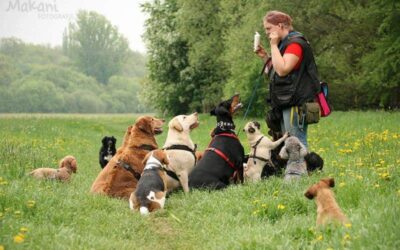 Gründe für die Selbstständigkeit als Dogwalker (Podcast)