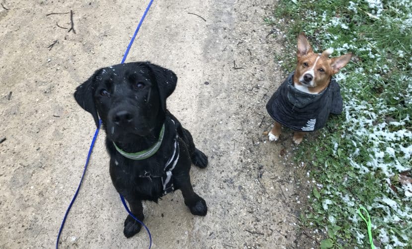 Meine Top Hundesitter-Tipps: Schlechtes Wetter