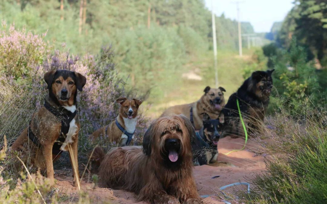 Kann man vom Dogwalking leben?