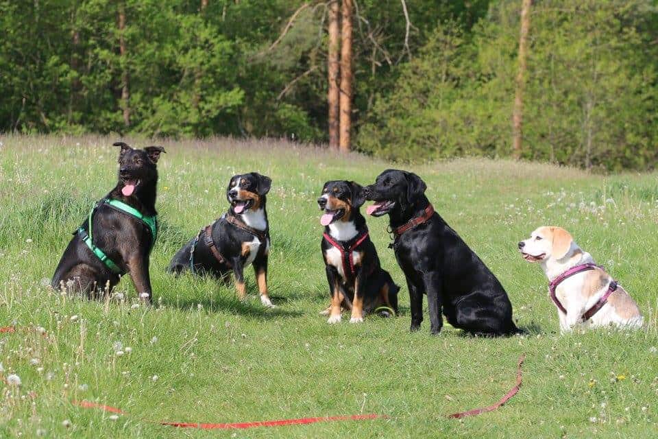 Kann man vom Dogwalking leben? Hundepension eröffnen Tagesbetreuung aufmachen Dogwalker werden Dogwalking Selbstständig machen als Dogwalker
