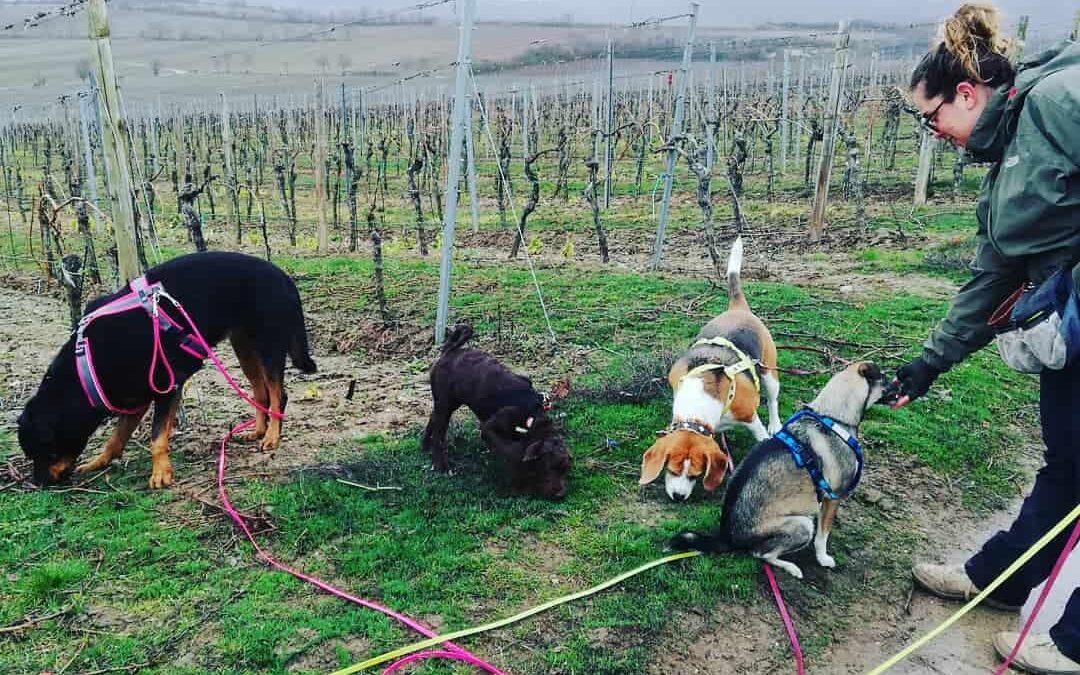Mein Büro in den Weinbergen: Ich bin Dogwalker!