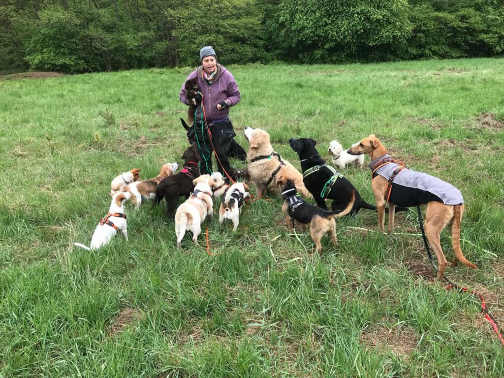 Job Dogwalker Hundesitter Ausbildung FAQ Überlegungen Selbstständigkeit eigene HUTA Hundepension eröffnen Hundekindergarten selbstständig machen Traumjob Hobby zum Beruf machen Hundebetreuer Weiterbildung