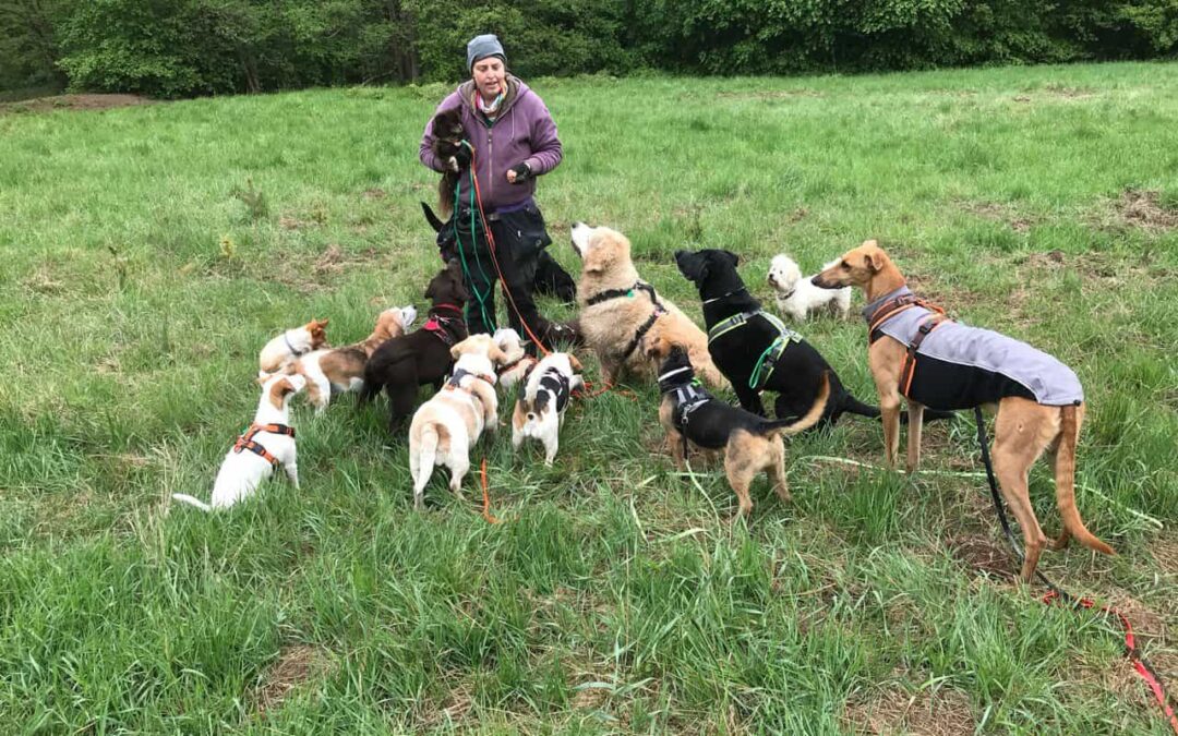 Warum sollte man sich für eine Ausbildung zum zertifizierten Dogwalker entscheiden?