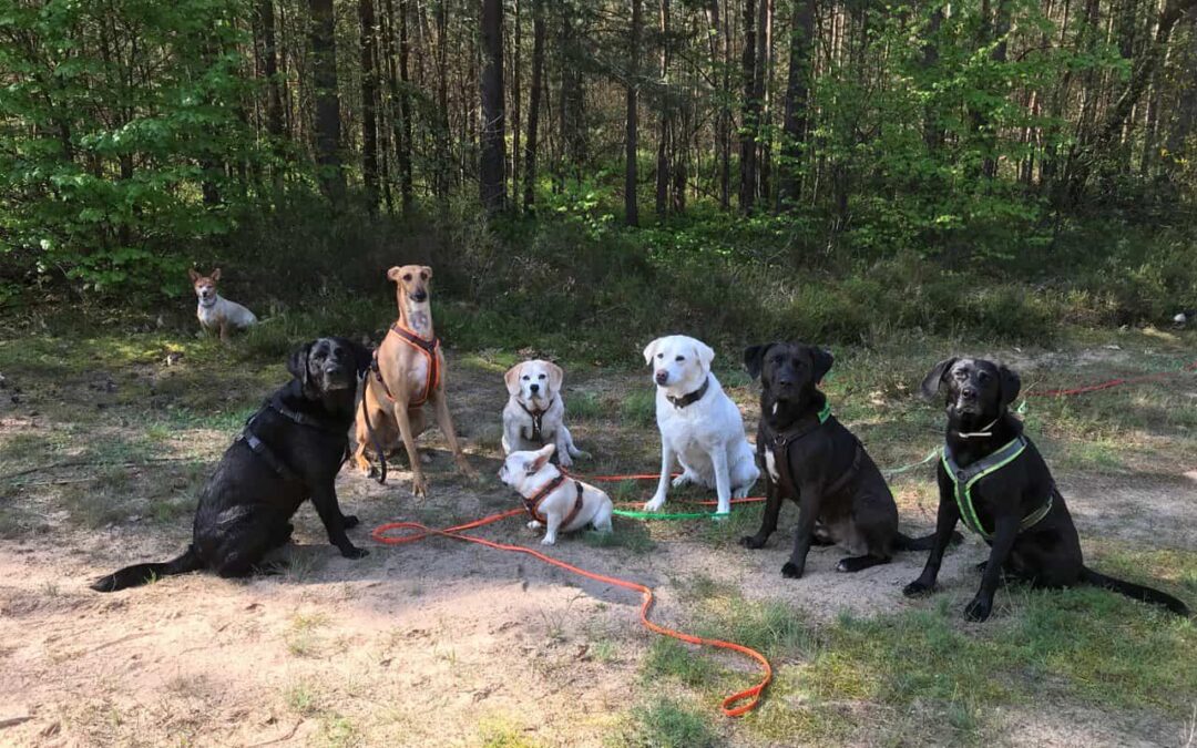 Was macht den Job als Dogwalker attraktiv?