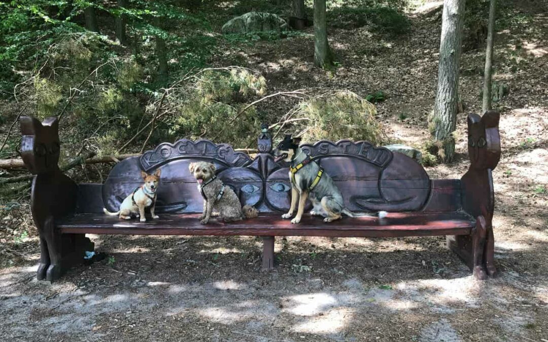 Was haben Freunde und Familie zur Selbstständigkeit als Dogwalker gesagt?