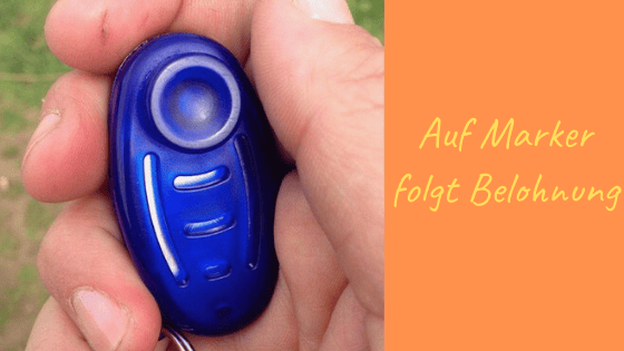 Lernverhalten am Beispiel Mensch