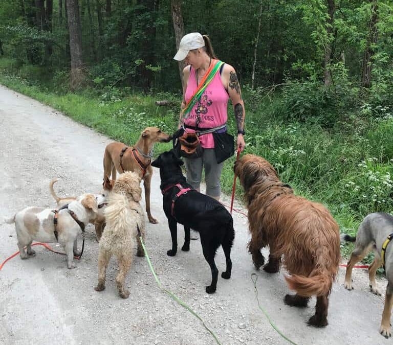 Deine Regeln als Dogwalker*in