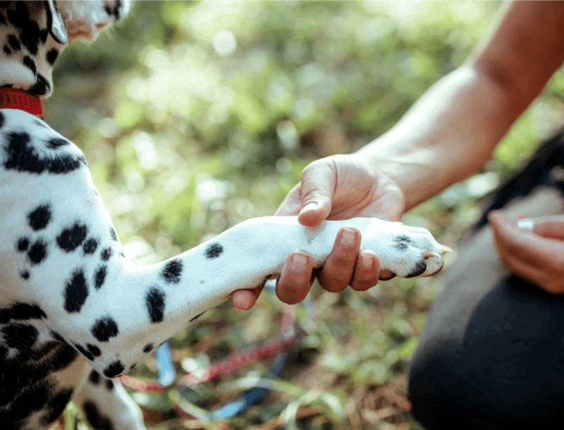 Hundebetreuung in Nürnberg