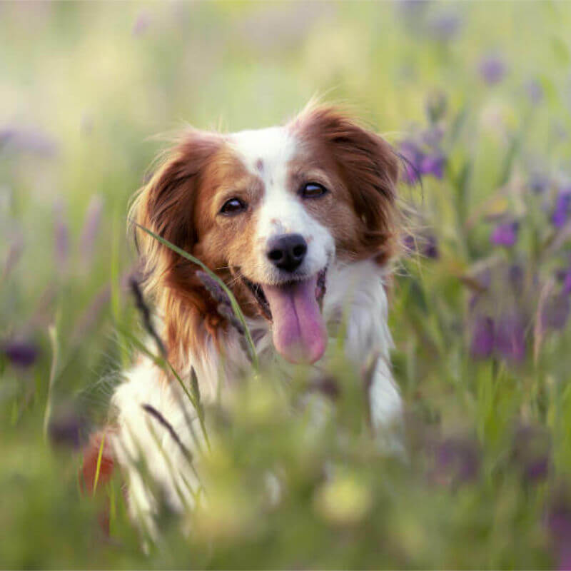 Hund Tagesbetreuung in Nürnberg