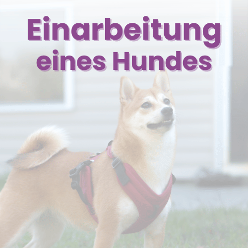 Einarbeitung eines Hundes