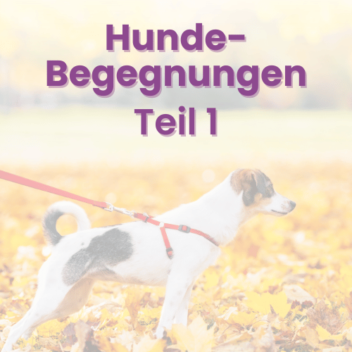 Hundebegegnungen Teil 1