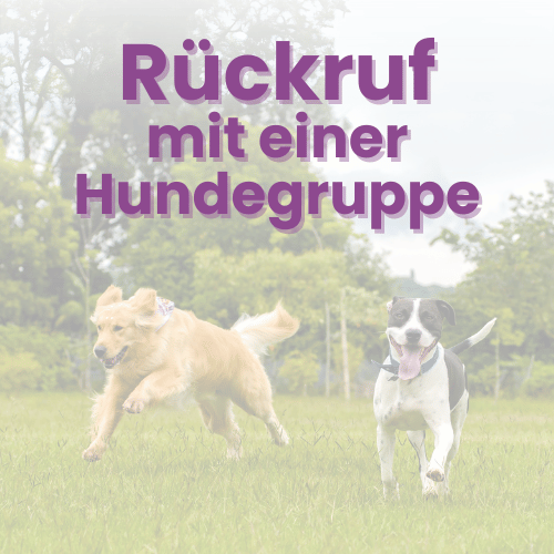 Rückruf mit einer Hundegruppe